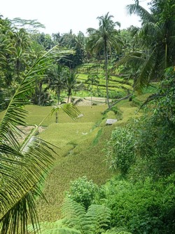 Balinese rice terraces. Photo by Brenda Hinton, Bali, February 2014